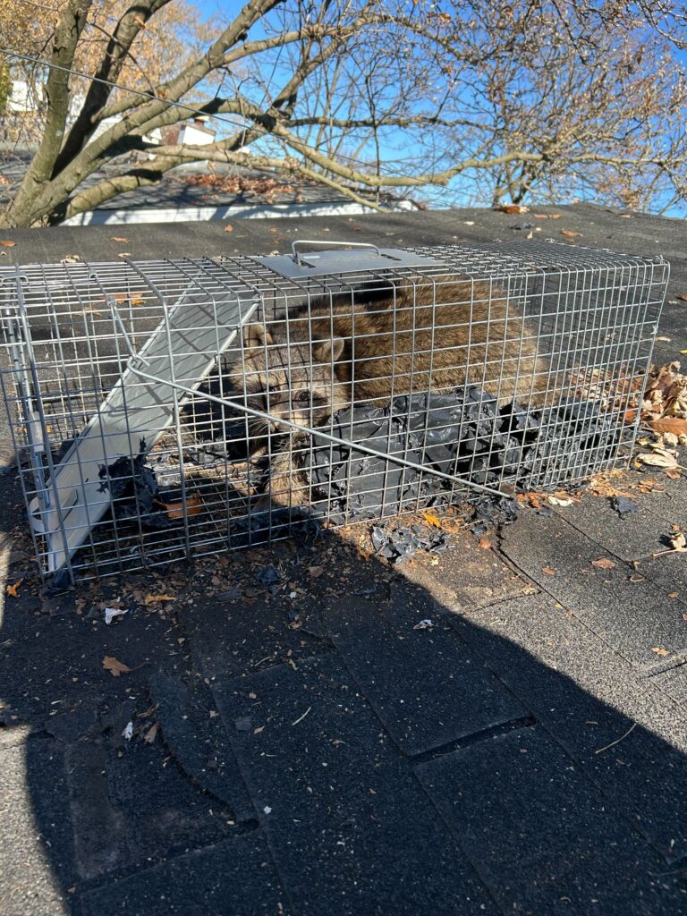 Aristeo Wildlife Control LLC