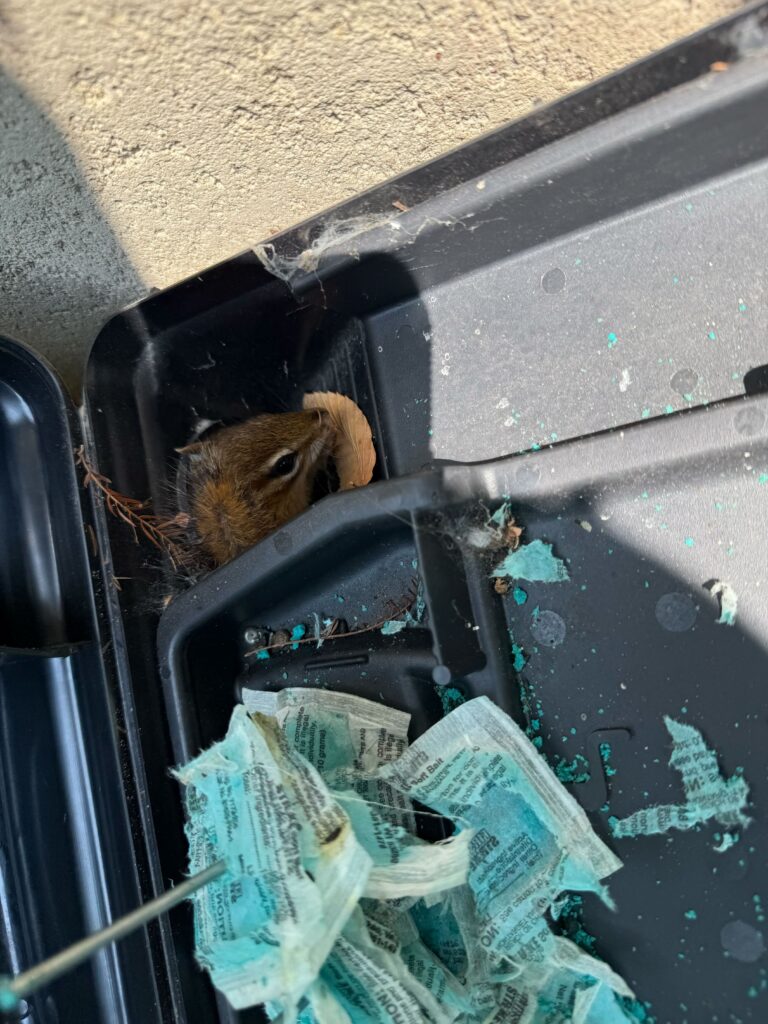 Aristeo Wildlife Control LLC